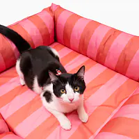 Orthopedic couch "Best with cream" - Master