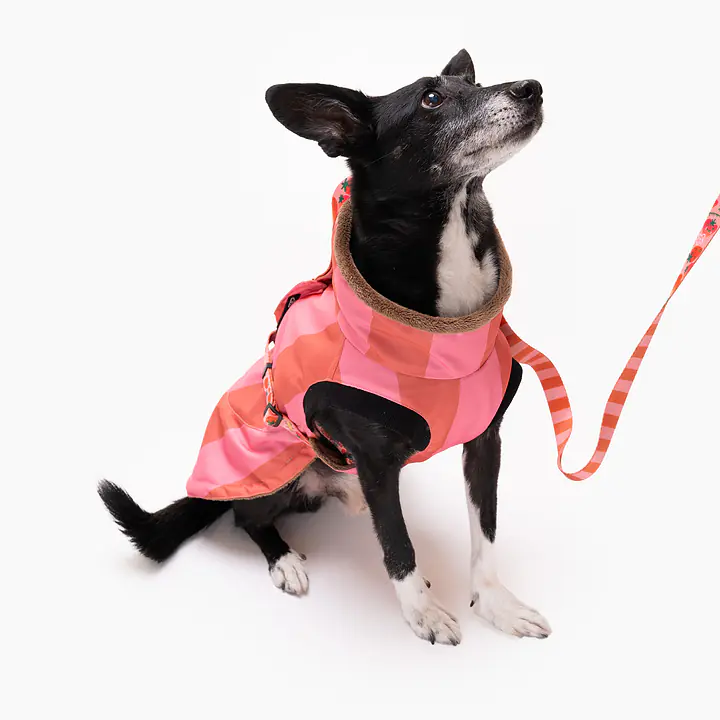 Kurtka dla psa "Najlepsze ze śmietaną" - Master