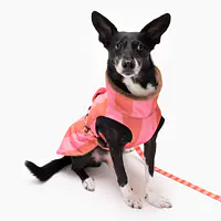 Kurtka dla psa "Najlepsze ze śmietaną" - Master