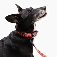 Dog collar SUPER SOFT "Best with cream" - Master