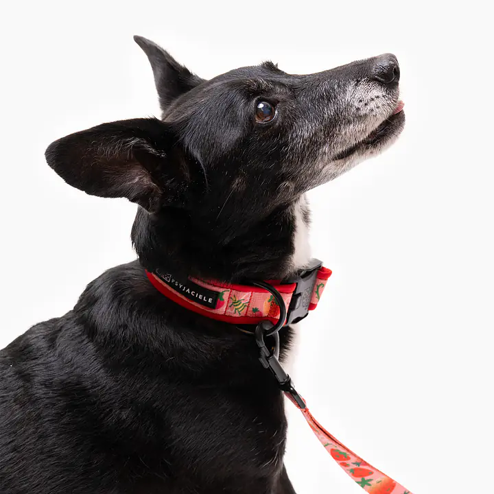 Dog collar SUPER SOFT "Best with cream" - Master