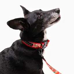 Obroża z klamrą SUPER SOFT "Najlepsze ze śmietaną" - Master