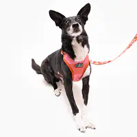 Dog or cat pressure free harness "Best with cream" - Master