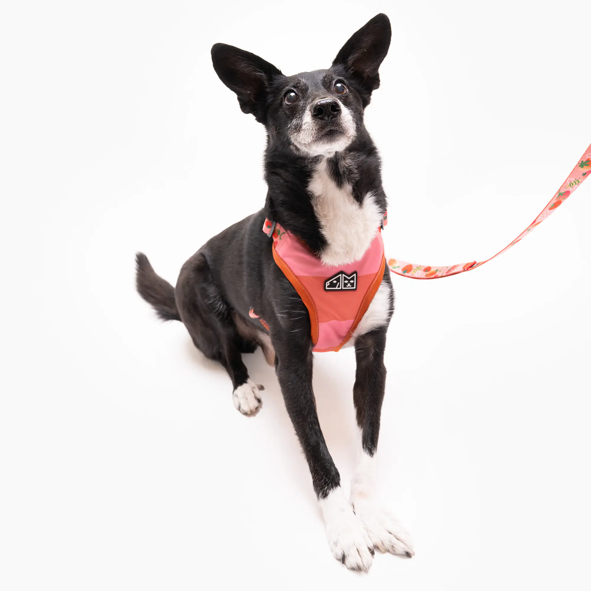 Dog or cat pressure free harness "Best with cream" - Master