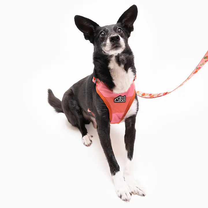 Dog or cat pressure free harness "Best with cream" - Master