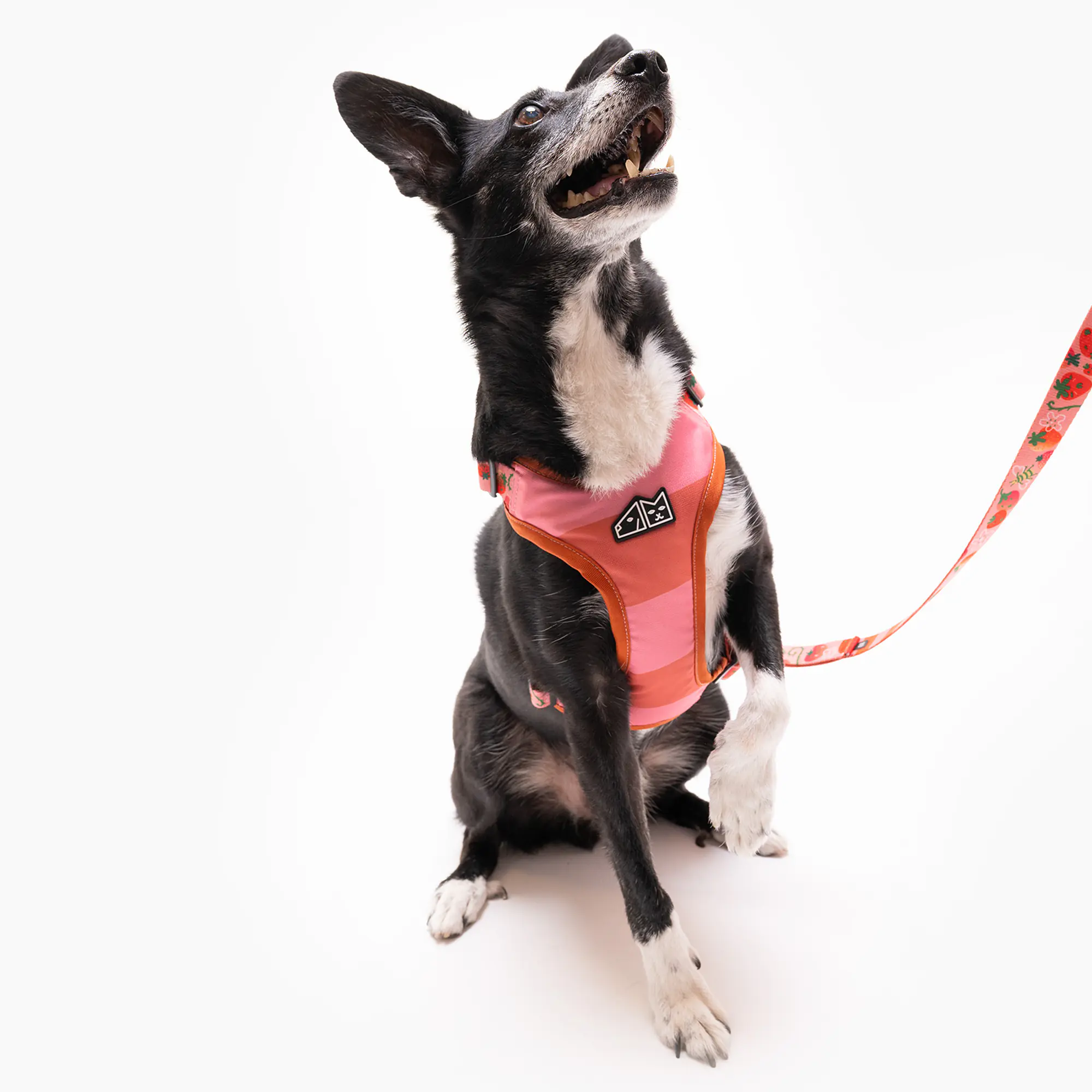 Dog or cat pressure free harness "Best with cream" - Master