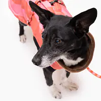 Raincoat for dog "Best with cream" - Master