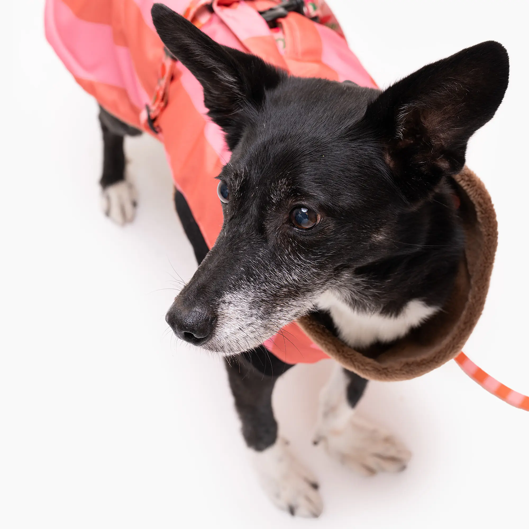 Raincoat for dog "Best with cream" - Master