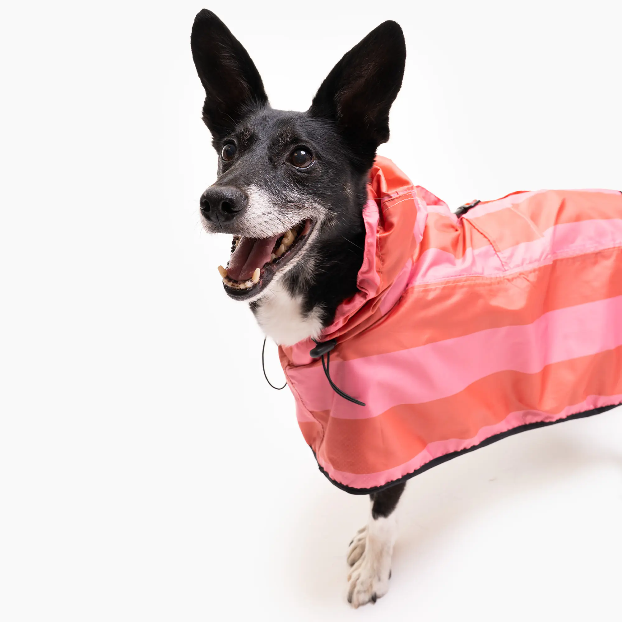 Raincoat for dog "Best with cream" - Master