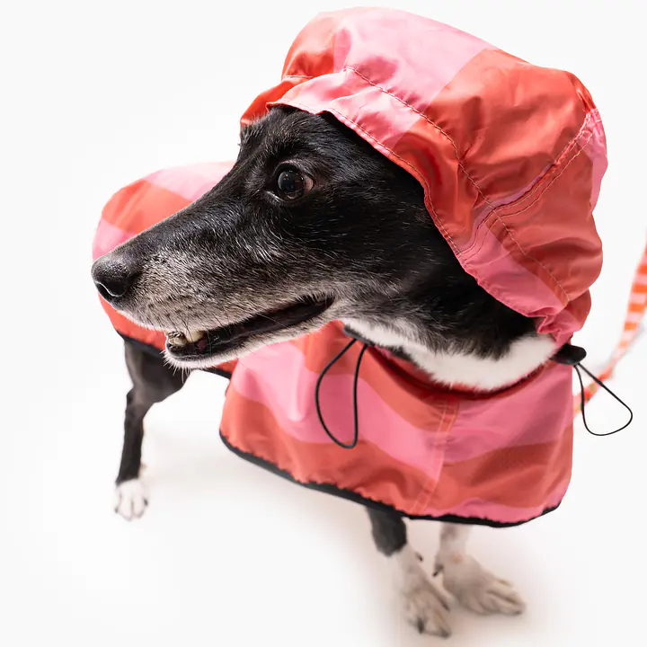 Raincoat for dog "Best with cream" - Master