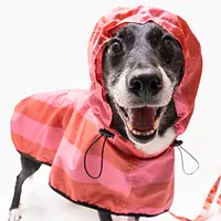 Raincoat for dog "Best with cream" - Master