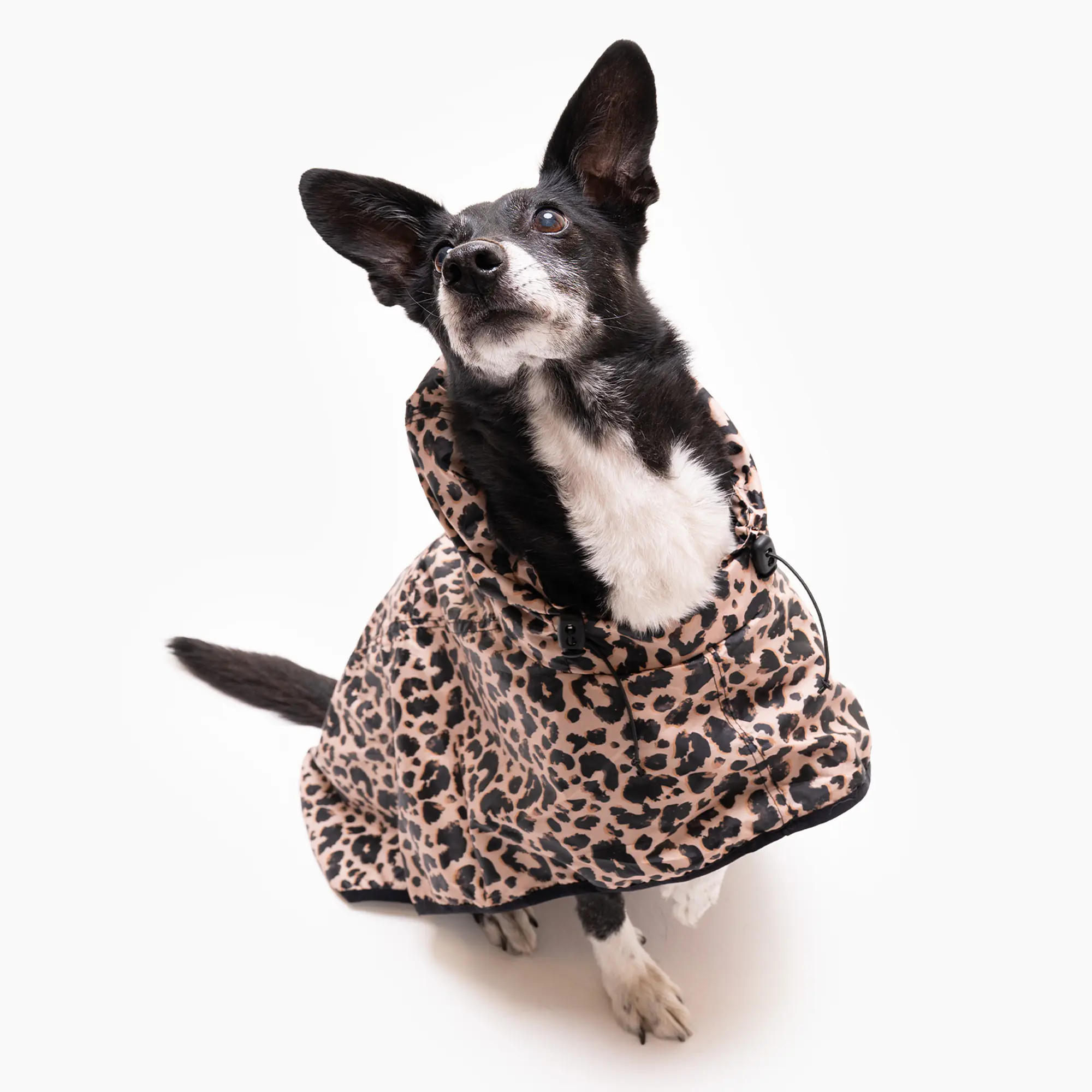 Raincoat for dog "Leopard" - Master