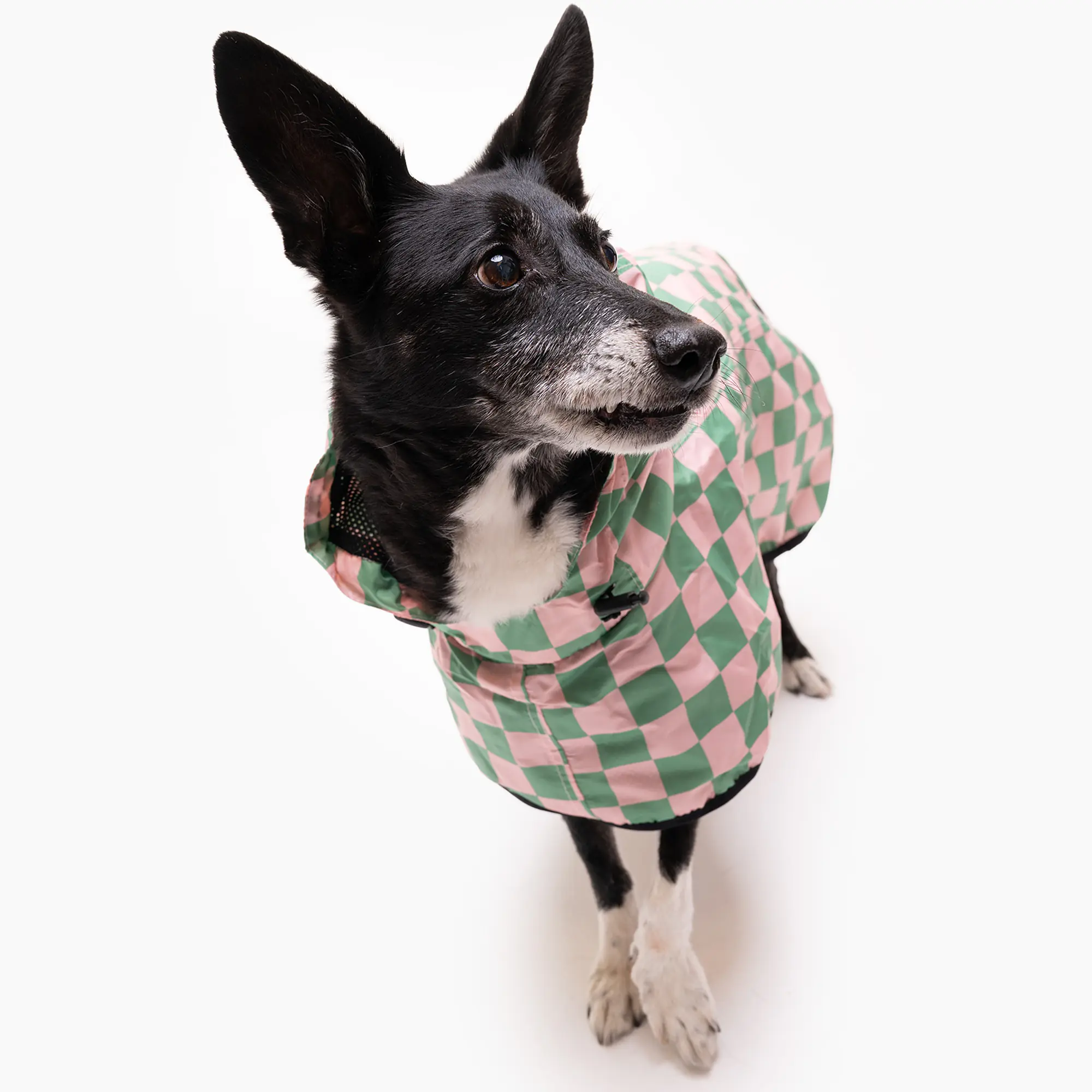 Raincoat for dog "Check Mate" - Master