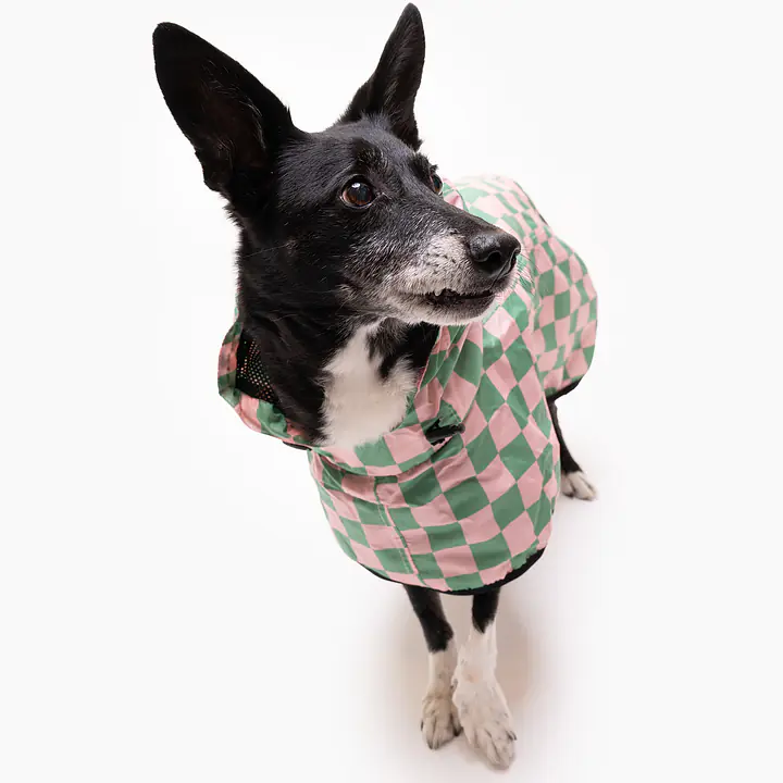 Raincoat for dog "Check Mate" - Master
