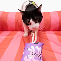 Kopacz dla kota "Kotolaż"  - Master