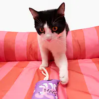 Kicker toy "Love, equality, teethers" - Master