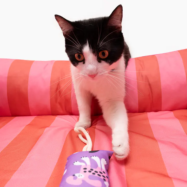 Kopacz dla kota "Miłość, równość, gryzaki"  - Master