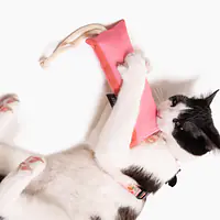 Kopacz dla kota "Owoc falliczny 2.0"  - Master