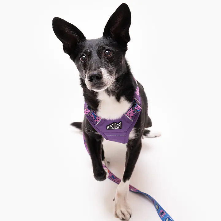 Szelki Adventure "Doggy style" - Master