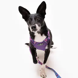 Szelki Adventure "Doggy style" - Master