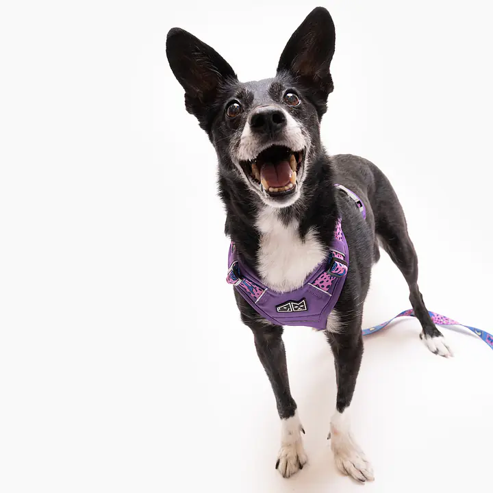 Szelki Adventure "Doggy style" - Master