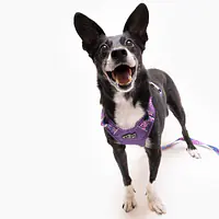 Szelki Adventure "Doggy style" - Master