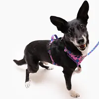 Szelki bezuciskowe dla psa lub kota "Doggy style" - Master