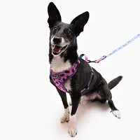 Szelki bezuciskowe dla psa lub kota "Doggy style" - Master