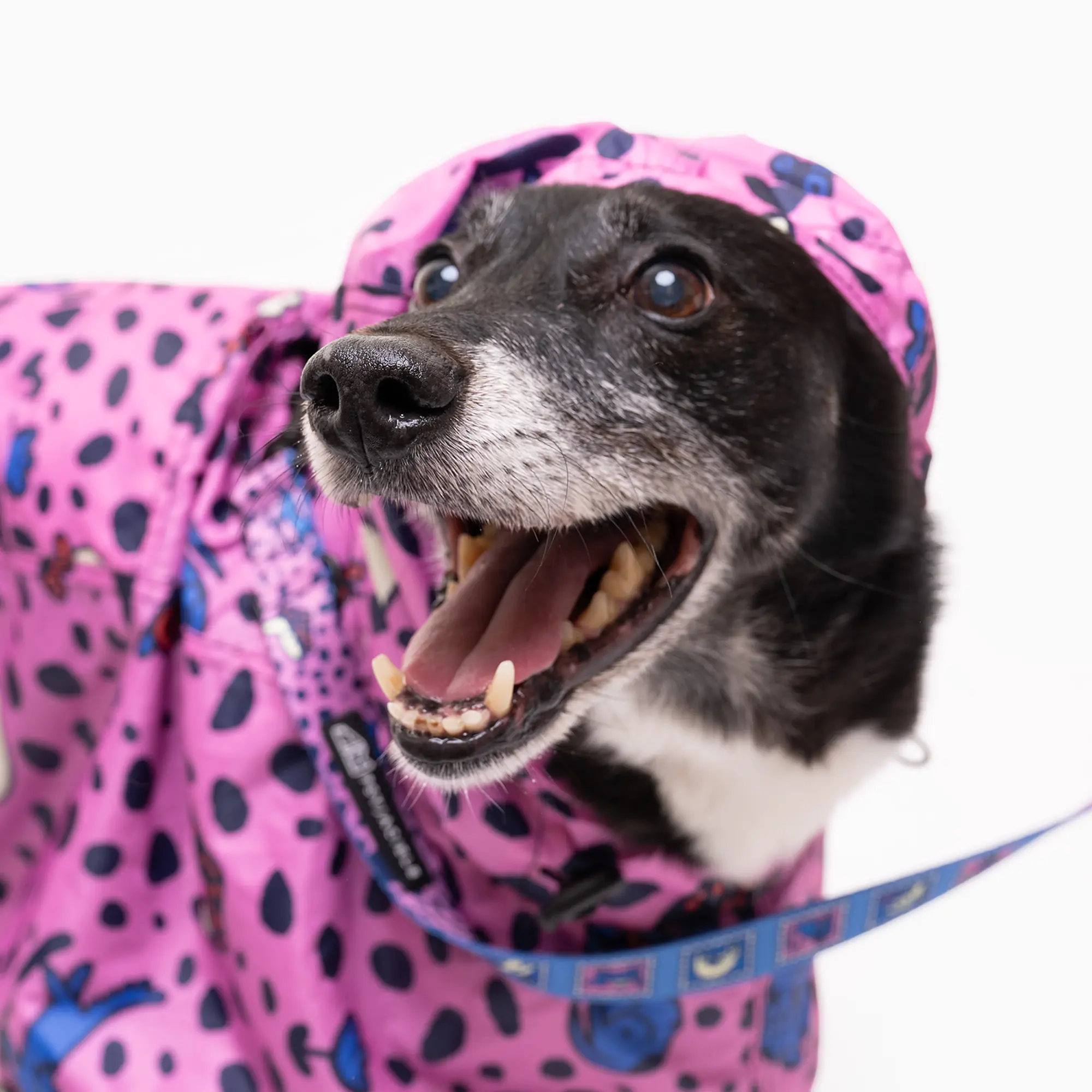 Raincoat for dog "Leopard" - Master